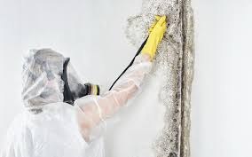 Best Mold Documentation for Insurance Claims  in Mountain City, TN